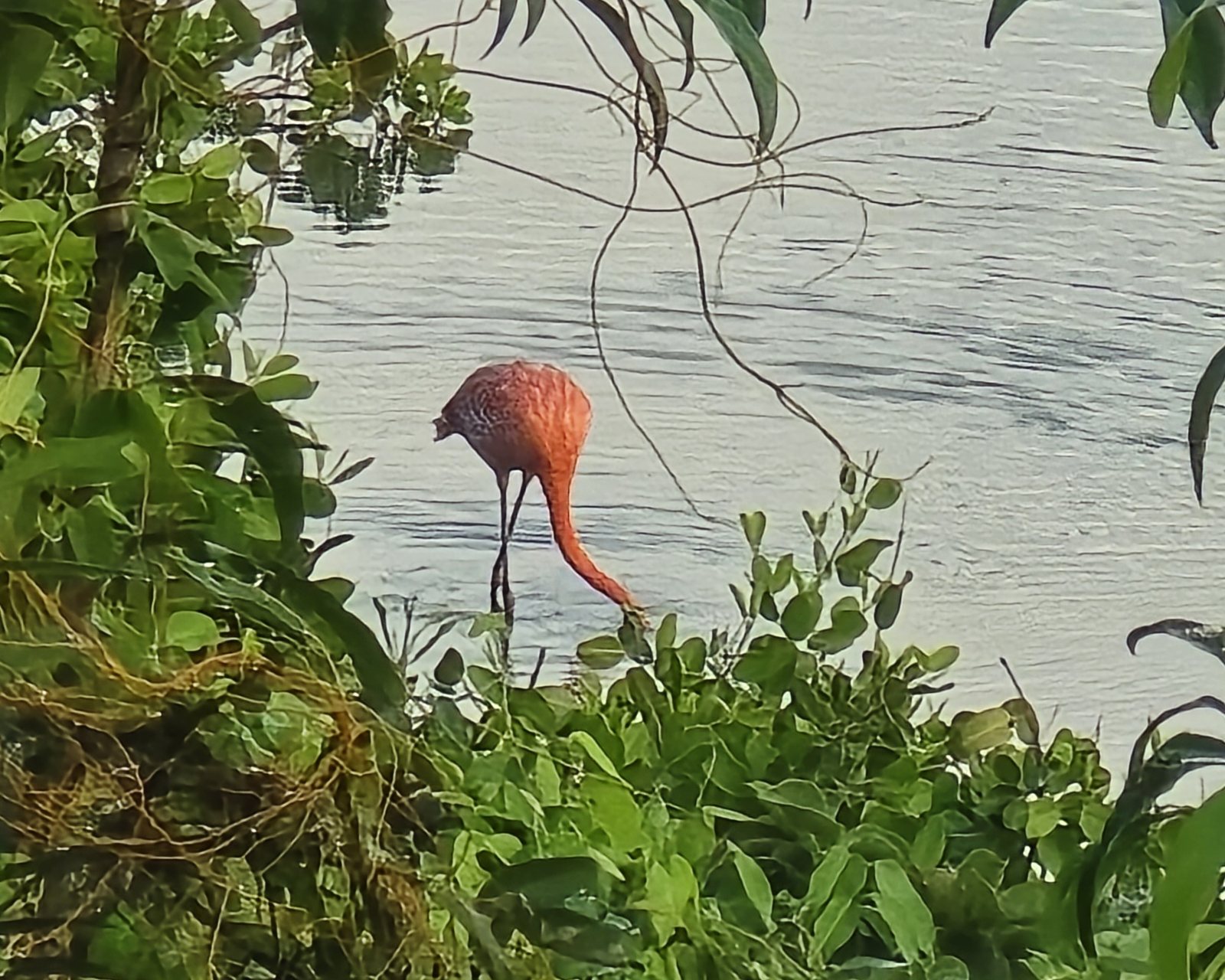 Wild flamingos wading in a St. John salt pond